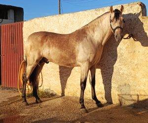 Caballo entero PRE Pura Raza Española En venta 2022 Otra capa