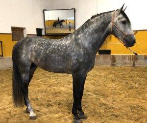 Caballo entero PRE Pura Raza Española En venta 2018 Tordo