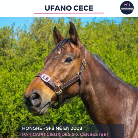 Caballo castrado Silla Francés En venta 2008 Bayo por CAPRACIEUX DES SIX CENSES