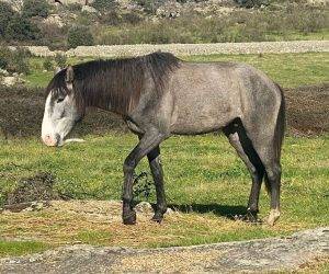 Caballo entero Lusitano En venta 2022 Tordo