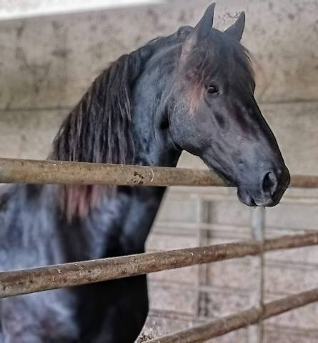 Hadès des sables  - Frisón 2022