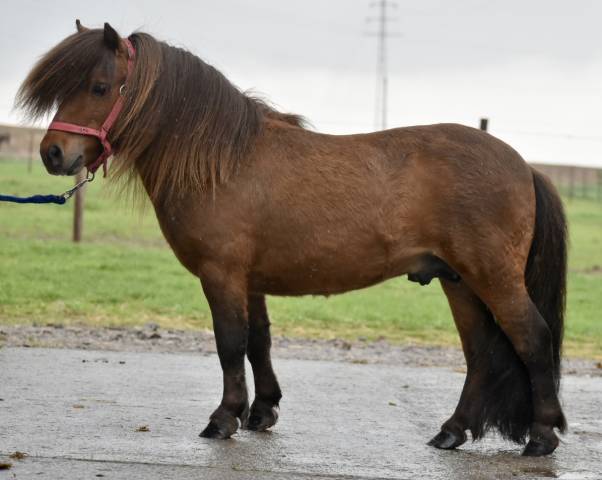 Semental Shetland En venta 2015 Bayo moreno