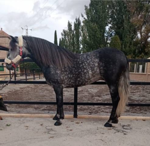ANDALUZ P.R.E. tordo rodado.