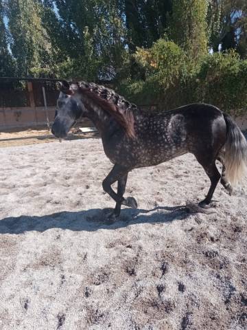 ANDALUZ P.R.E. tordo rodado.