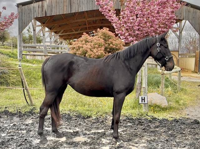 Yegua Silla Francés En venta 2022 Negro por papillon de l'odyssee