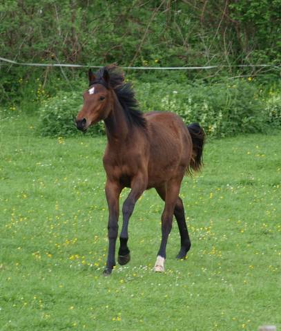 Caballo castrado Silla Francés En venta 2024 Bayo