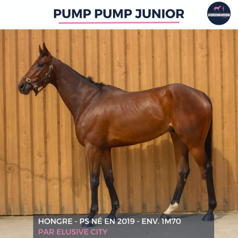 Caballo castrado Pura Sangre En venta 2019 Bayo por ELUSIVE CITY (USA)