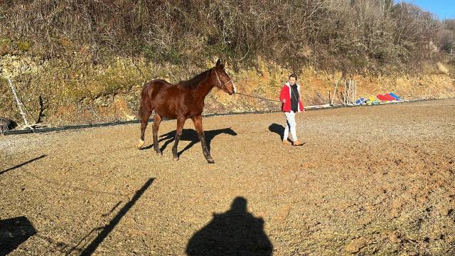 Potro Silla Francés En venta 2024 Bayo moreno por VictorHugo Boismargot