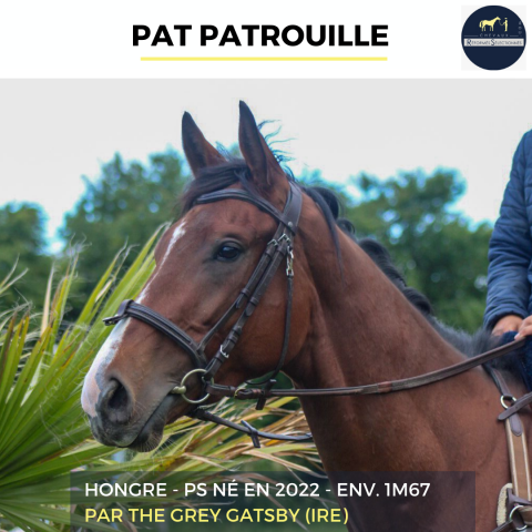 Caballo castrado Pura Sangre En venta 2022 Bayo por The Grey Gatsby (IRE)