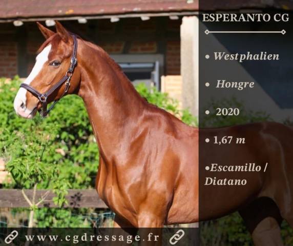 Caballo castrado Westfaliano En venta 2020 Alazán por Escamillo