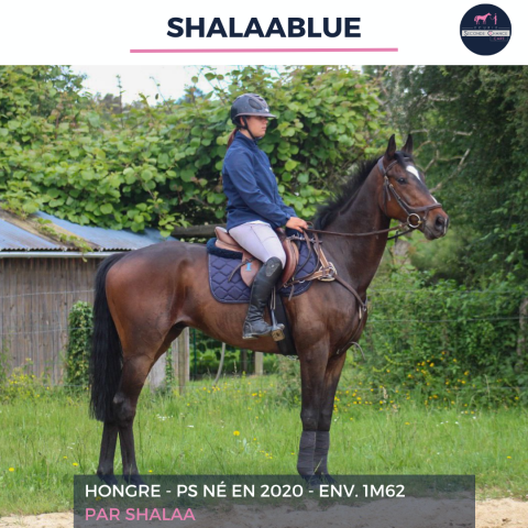 Caballo castrado Pura Sangre En venta 2020 Bayo por SHALAA