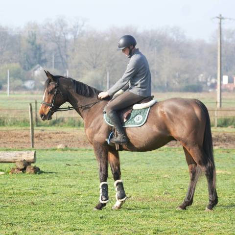 Caballo castrado Pura Sangre En venta 2019 Bayo