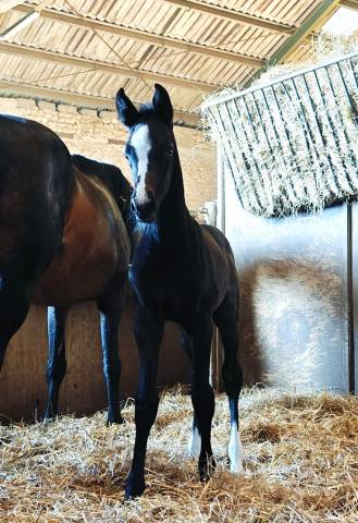 Potranca Silla Francés En venta 2025 Negro por helios d'helby