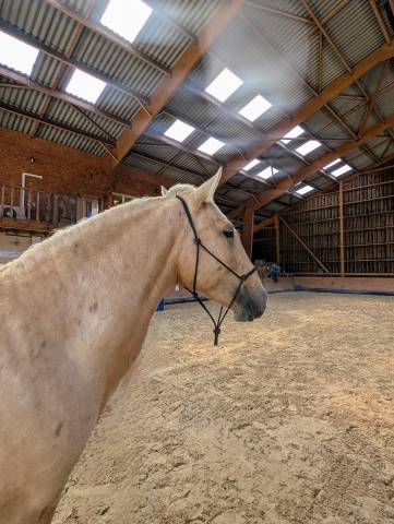 Caballo entero PRE Pura Raza Española En venta 2022 Palomino por SE TIZIANO