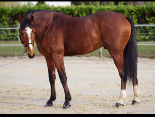 Semental Silla Francés En venta 2019 Bayo