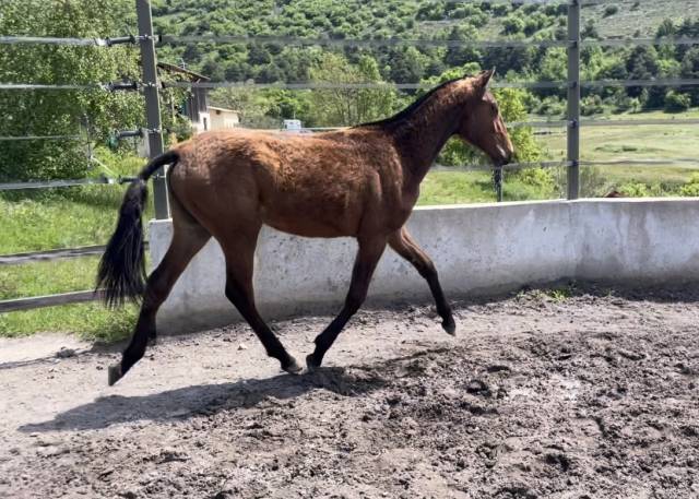 Potranca Lusitano En venta 2024 Bayo por Bemperfumado