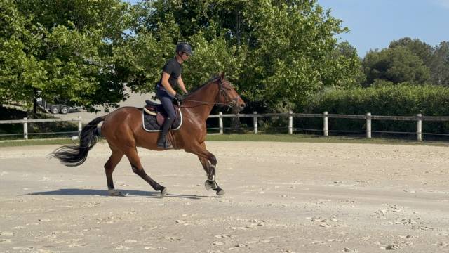 Caballo castrado Silla Francés En venta 2021 Bayo