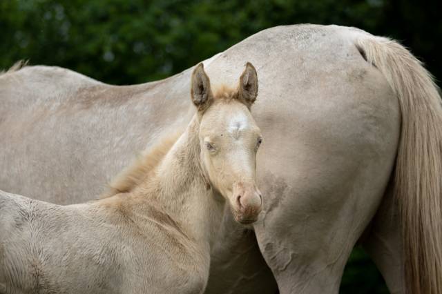 Potranca Akhal Teke En venta 2025 Perlino