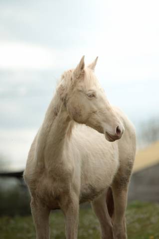 Potranca Akhal Teke En venta 2025 Perlino