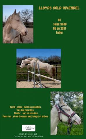 Caballo entero Origine Constatée En venta 2021 Crema