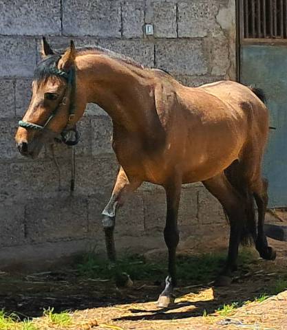 CABALLO (BENITOMO)