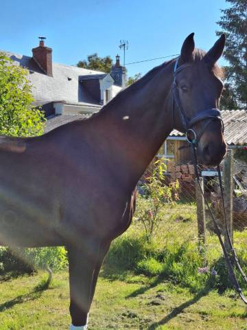 Caballo castrado Silla Francés En venta 2015 Bayo moreno