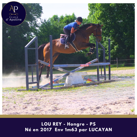 Caballo castrado Pura Sangre En venta 2017 Bayo