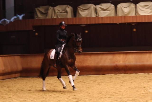 Yegua Hannoveriano En venta 2016 Bayo moreno por don juan de hus