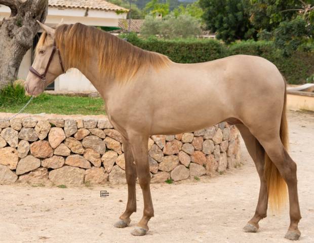 PRE Isabelo Negro de 4 años