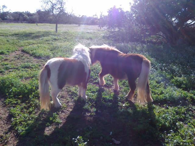 2 PONIS /HEMBRA/ EN VENTA