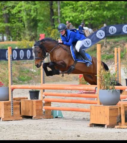 Caballo castrado Welsh Poni (Sección D), Welsh Cob  En venta 2018 Bayo por Kador du tillia