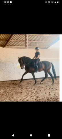 Semental PRE Pura Raza Española En venta 2016 Bayo moreno