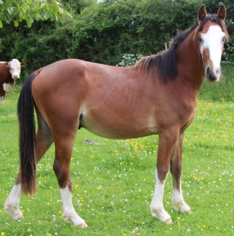 Caballo entero PFS Poni Françés de Silla En venta 2023 Bayo por GREATSTAR EMBET TILIA