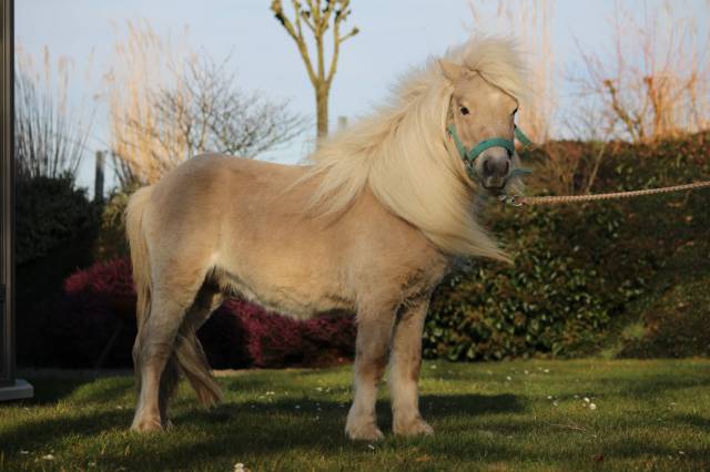 Semental Shetland En venta 2022 Otra capa por stjernens waston