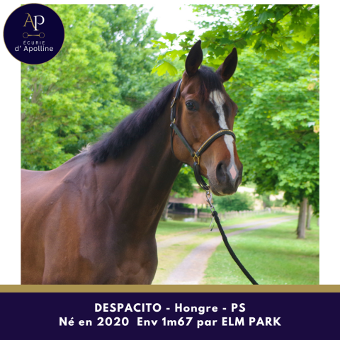Caballo castrado Pura Sangre En venta 2020 Bayo