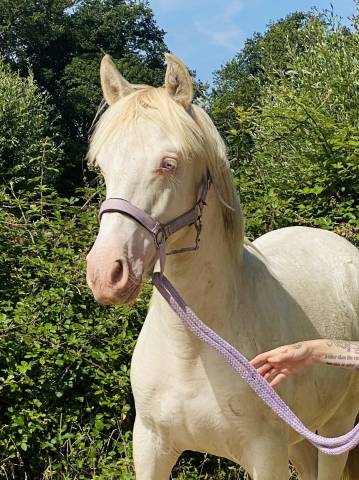 Potro Otra Raza de Poni En venta 2024 Perlino