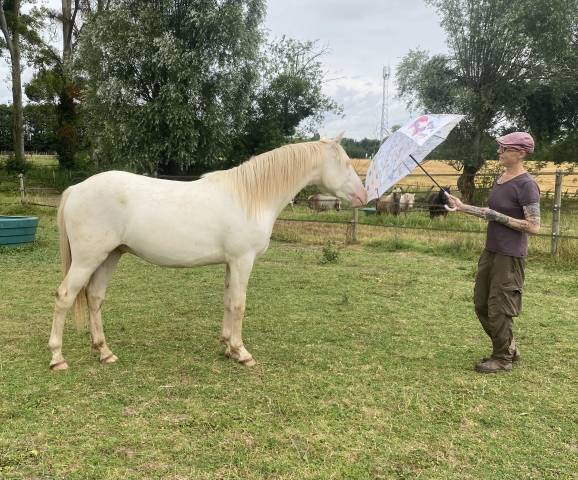 Caballo castrado Otra Raza de Poni En venta 2024 Perlino