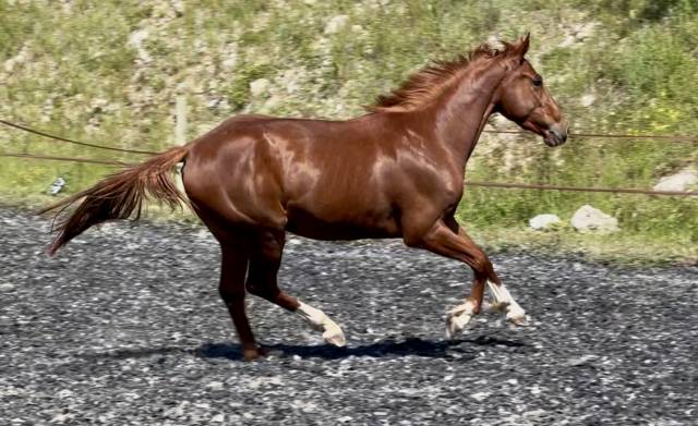 Yegua Silla Francés En venta 2022 Alazán por papillon de l'odyssee