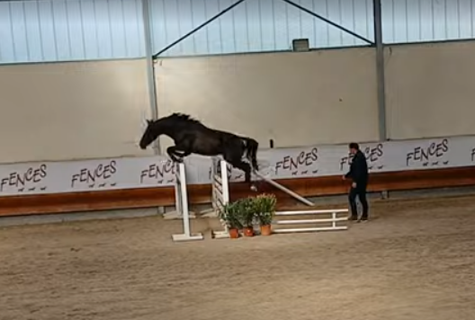 Caballo entero Silla Francés En venta 2022 Negro por Glasgow w vh merelsnest