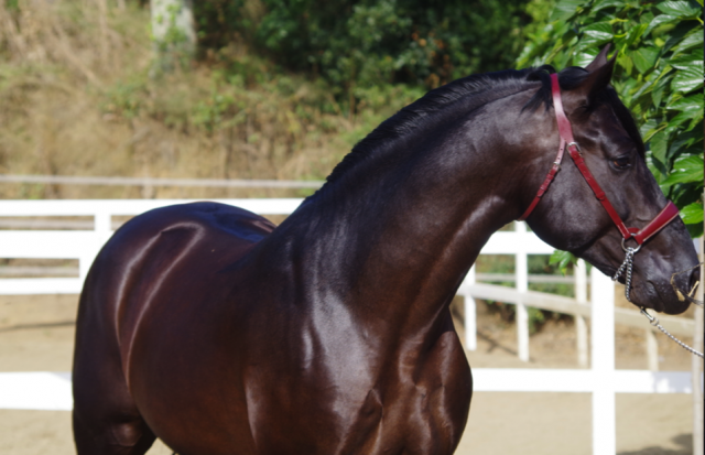Caballo castrado PRE Pura Raza Española En venta 2014 Negro por FRESCACHON II
