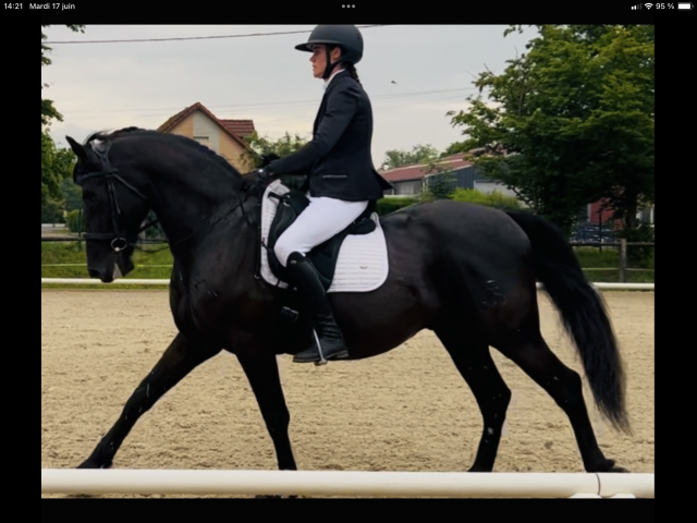 Caballo castrado PRE Pura Raza Española En venta 2014 Negro por FRESCACHON II