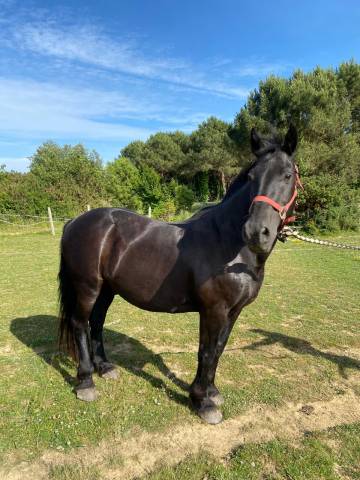 Caballo castrado Otra raza de Caballos En venta 2006 Negro