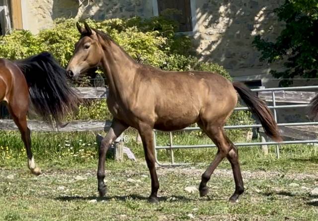 Potranca CDF - Caballo de doma francesa En venta 2024 Dun por idem du peyron