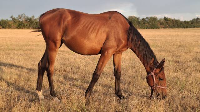 Potranca Silla Franc&eacute;s En venta 2025 Bayo por Joker d'Euskadi