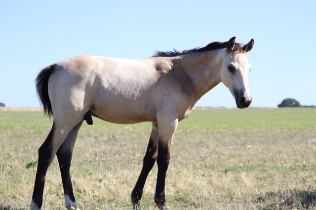 Potro PFS Poni Françés de Silla En venta 2025 Isabelo por Usandro Tilia Derlenn