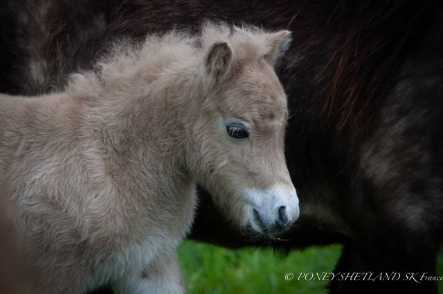 Potro Shetland En venta 2025 Palomino por KEL STAR DU CENTAURE
