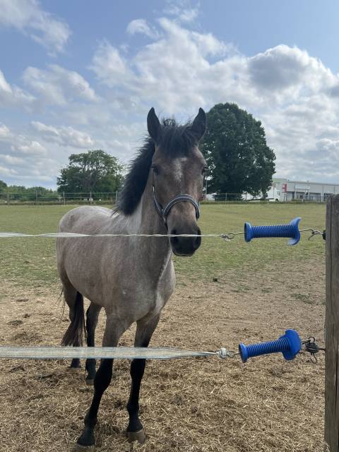 Caballo entero PFS Poni Françés de Silla En venta 2023 Tordo por DEXTER LEAM PONDY