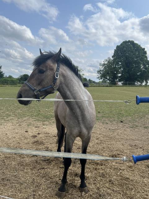 Caballo entero PFS Poni Françés de Silla En venta 2023 Tordo por DEXTER LEAM PONDY