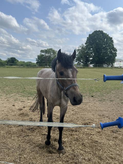 Caballo entero PFS Poni Françés de Silla En venta 2023 Tordo por DEXTER LEAM PONDY