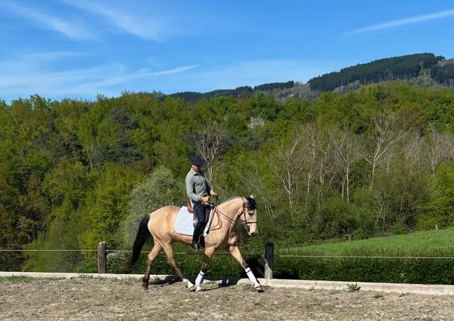 Yegua Lusitano En venta 2020 Isabelo por TENOR DE LA COMBE
